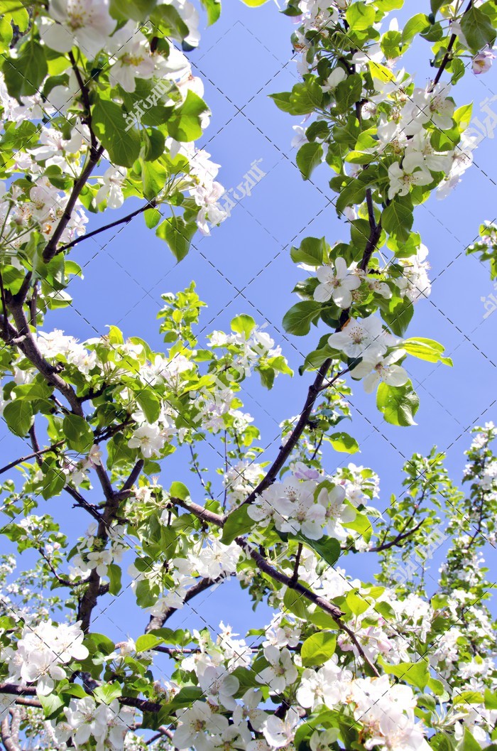 شکوفه درختان در بهار