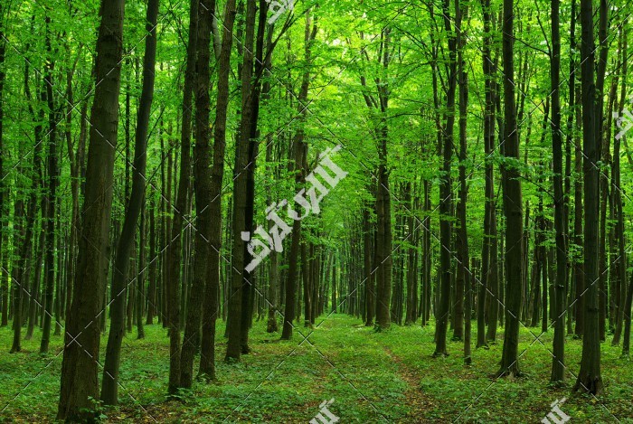 عکس جنگل با درختان سبز و بلند