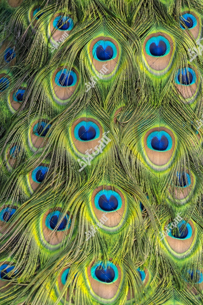 عکس پرهای طاووس