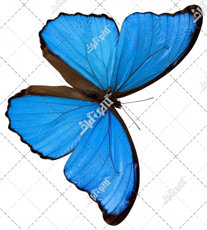 عکس پروانه آبی