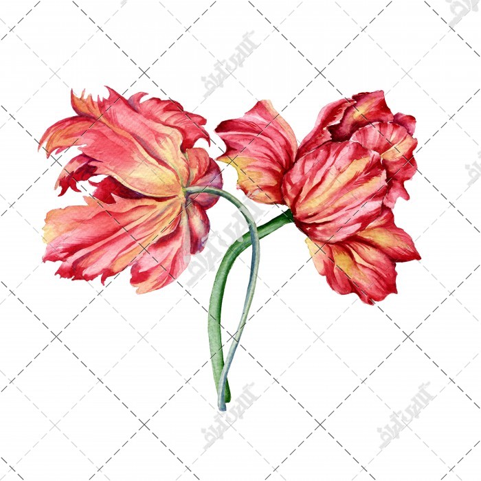 عکس نقاشی گل گلبهی