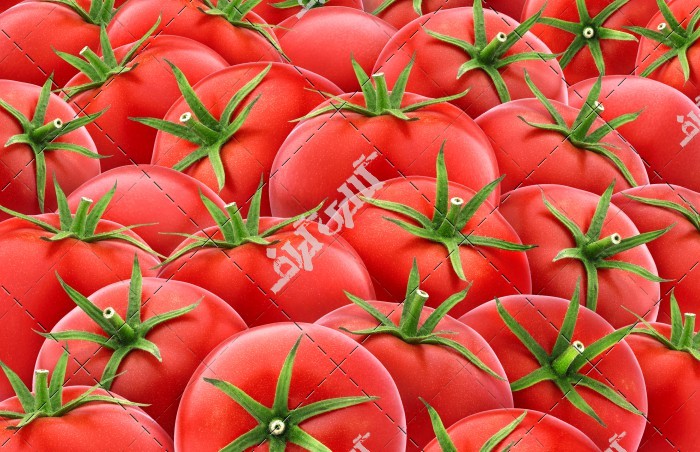 عکس نقاشی گوجه فرنگی