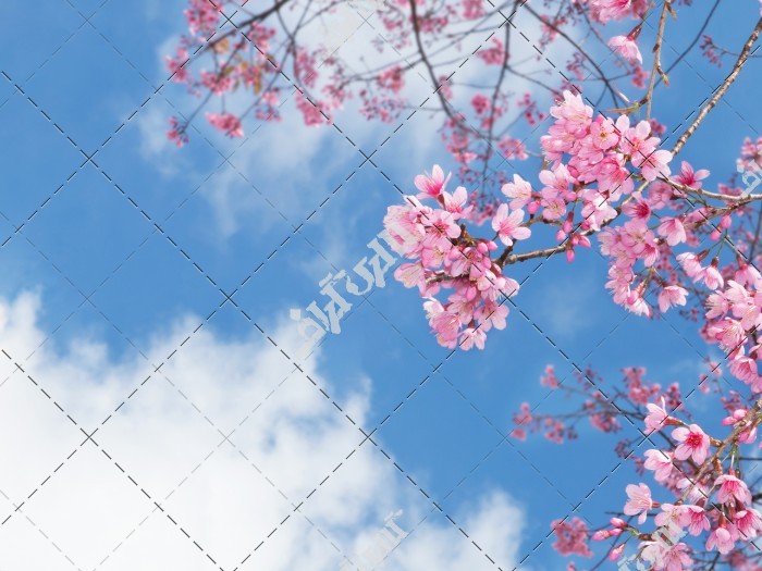 شکوفه های صورتی درخت