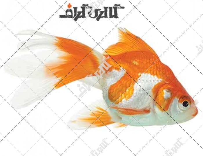 عکس با کیفیت از ماهی گلد فیش