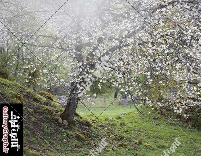 تصویر استوک و باکیفیت شکوفه های بهاری