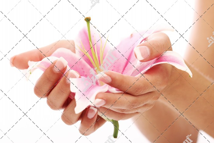 عکس گل لیلی در دستان زن